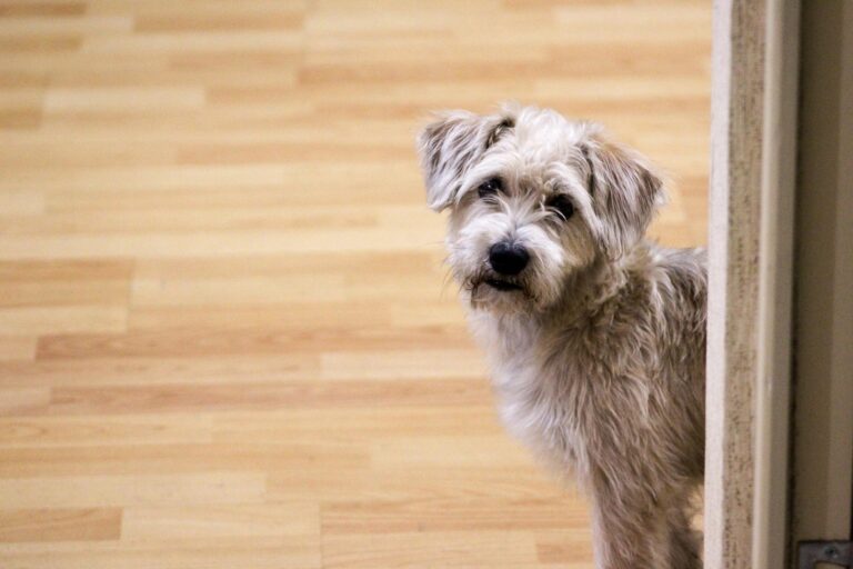 Llaman a tomar con responsabilidad decisión de regalar mascotas en Navidad para evitar su abandono 