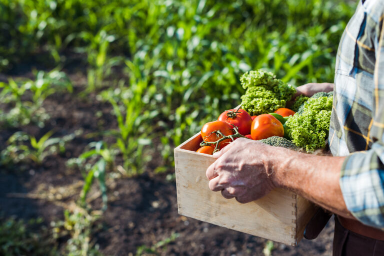 El viaje de los alimentos desde su origen hasta nuestra mesa