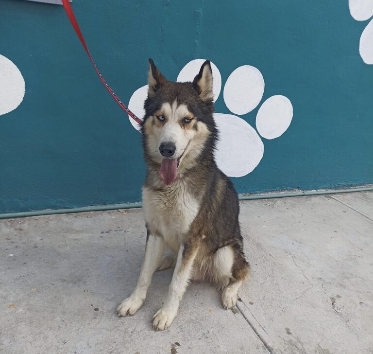 En centro “Mi Mascota” cuentan con más de 20 animales de compañía; invitan a adoptar 