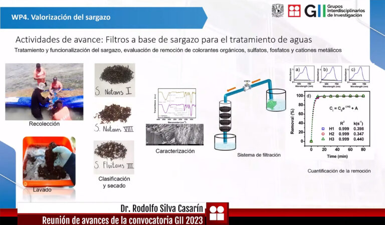 Universitarios elaboran papel, membranas y filtros a base de sargazo