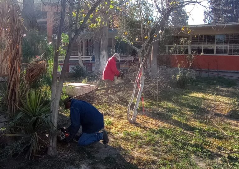 Apoya Ecología Municipal con retiro de arbolado adulto en escuelas de Ramos Arizpe