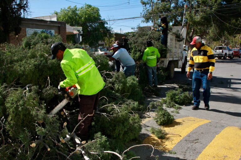 Árboles y ramas caídas, semáforos apagados y cortes de energía, deja ventarrón en Saltillo