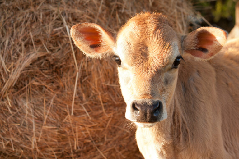 China clona por primera vez una especie de vacas en peligro de extinción