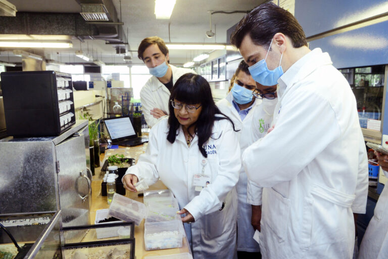 Con larvas de gorgojo, universitarios evalúan bolsas de plástico