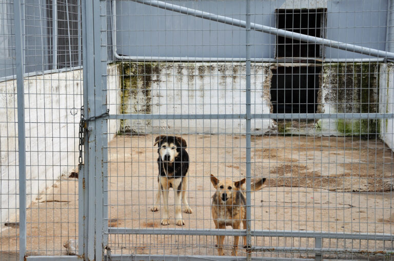 Corea del Sur prohibirá el consumo de carne de perro, una práctica milenaria entre los países asiáticos