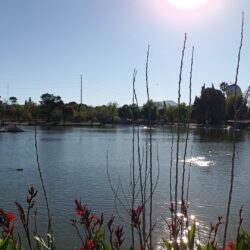 Es el lago de la Ciudad Deportiva de los humedales con mayor riqueza en biodiversidad de la Región Sureste