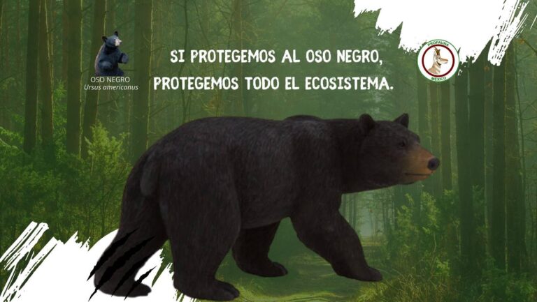 Llama PROFAUNA a donar material reciclable y proteger al oso negro