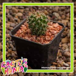 Llega a su 20 aniversario la promoción “Cactusmanía” del Museo del Desierto