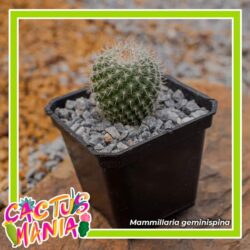 Llega a su 20 aniversario la promoción “Cactusmanía” del Museo del Desierto1