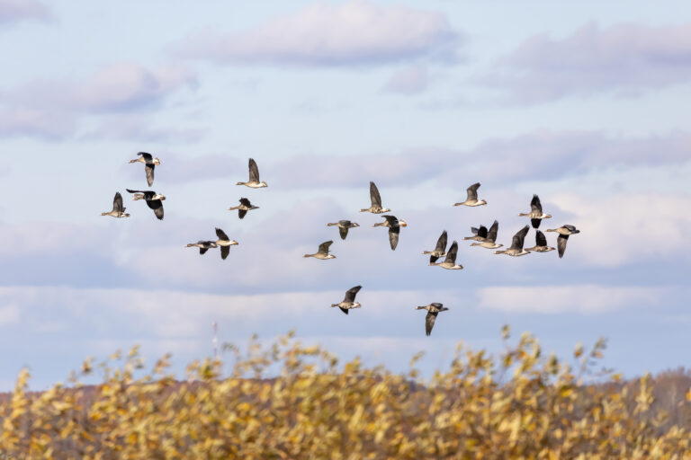 Una de cada cinco especies migratorias está en peligro de extinción, advierte la ONU