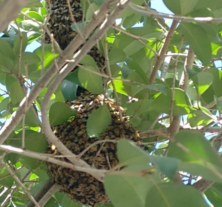 Exhorta Medio Ambiente a poner atención a enjambres de abejas