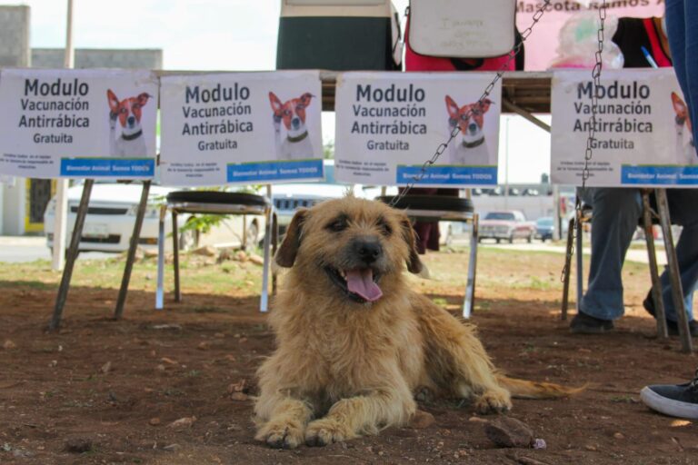 Realizarán brigada de salud animal en la Plaza del Águila, en Ramos Arizpe