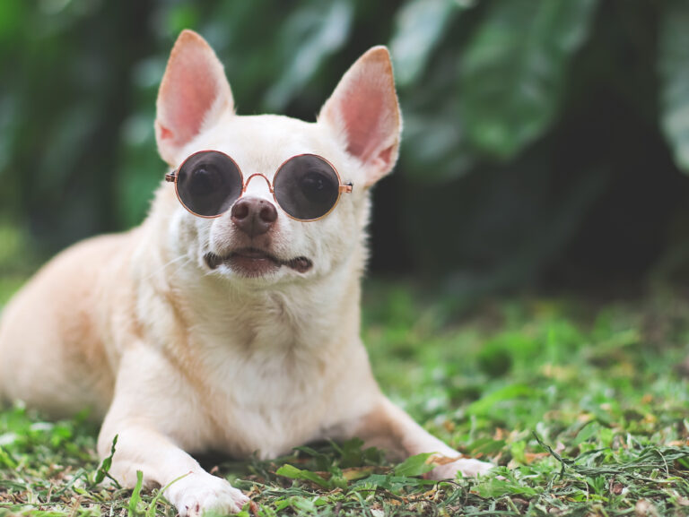 Llaman a proteger a mascotas del eclipse de sol