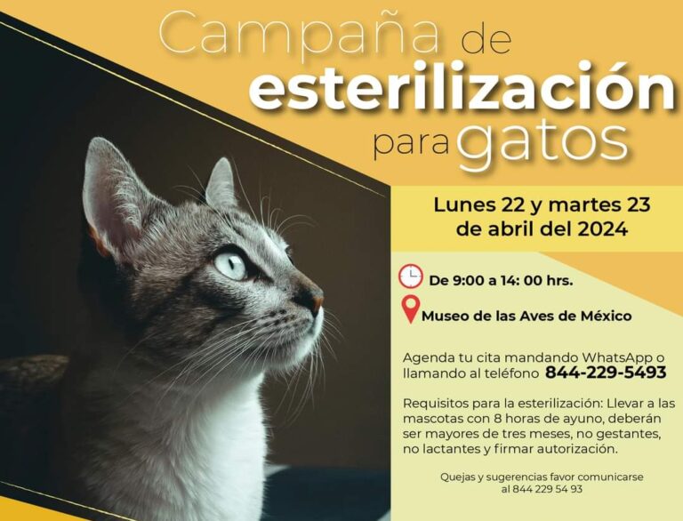 Habrá los días 22 y 23 de abril esterilización para gatos al 2 x 1 en el MUSAVE