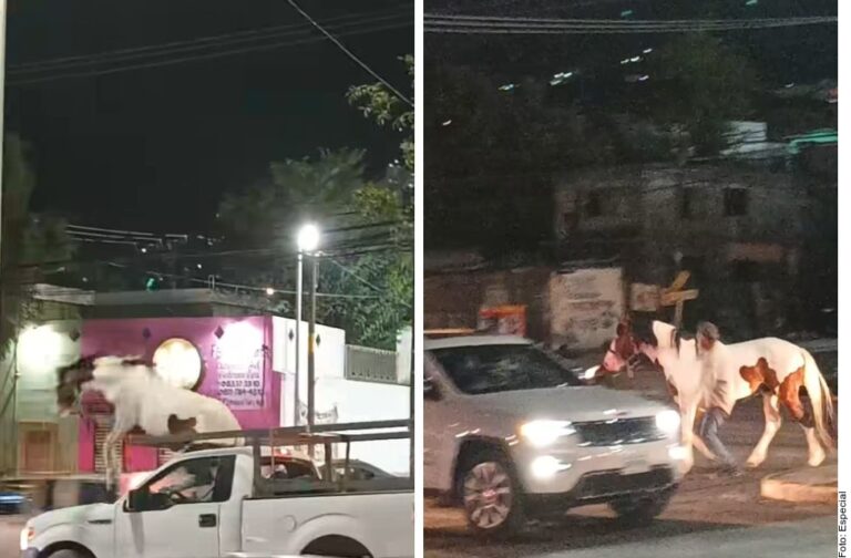 Se escapa caballo en plena avenida en Nuevo León