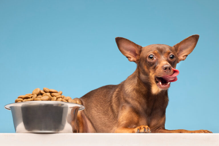 ¿Cómo elegir la comida adecuada para tu perro?