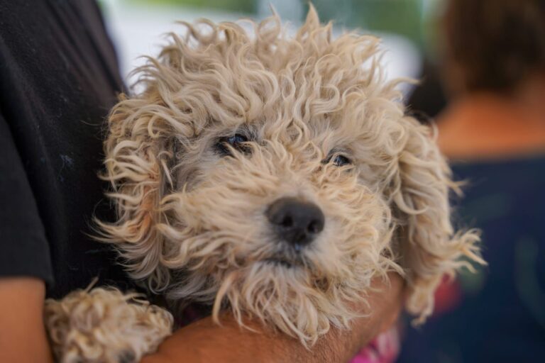 Promueven salud animal a través del centro “Mi Mascota”