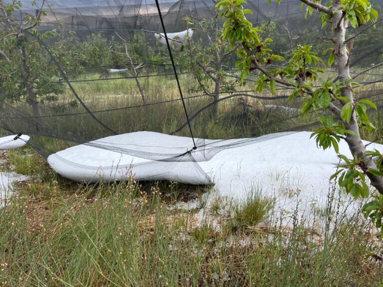 Sólo 10 hectáreas de manzano fueron afectadas tras granizada del domingo en Arteaga