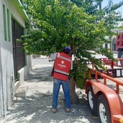 Con más de 150 acciones preventivas de poda de árboles intervienen en zona urbana de Ramos Arizpe 