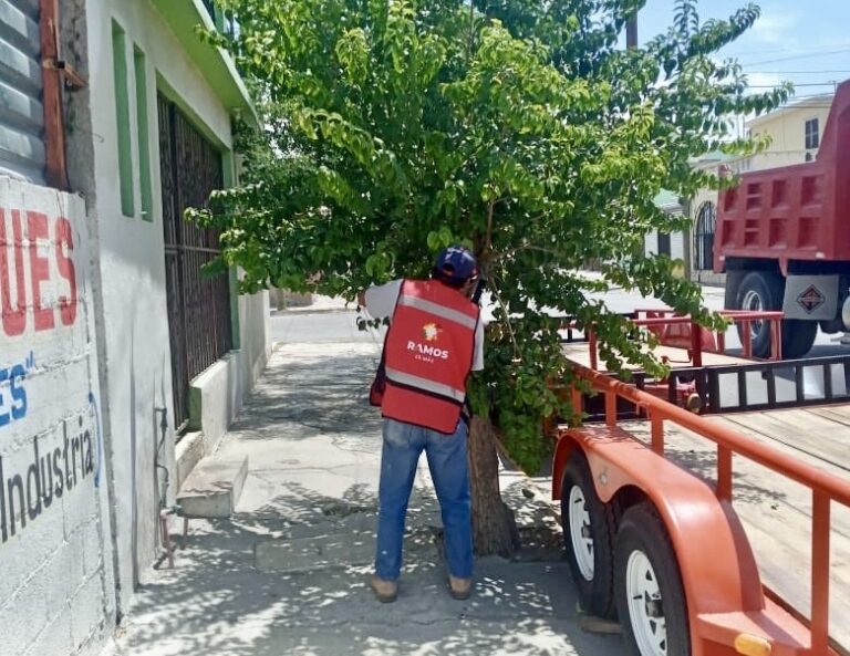 Con más de 150 acciones preventivas de poda de árboles intervienen en zona urbana de Ramos Arizpe 