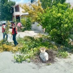 Con más de 150 acciones preventivas de poda de árboles intervienen en zona urbana de Ramos Arizpe 3