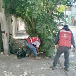 Con más de 150 acciones preventivas de poda de árboles intervienen en zona urbana de Ramos Arizpe 4