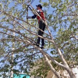 Con más de 150 acciones preventivas de poda de árboles intervienen en zona urbana de Ramos Arizpe 5