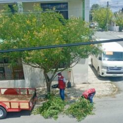 Con más de 150 acciones preventivas de poda de árboles intervienen en zona urbana de Ramos Arizpe 6