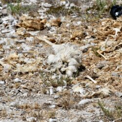 Denuncian contaminación de empresa Bachoco en Ramos Arizpe; Ayuntamiento canaliza reporte a la SEMA 2