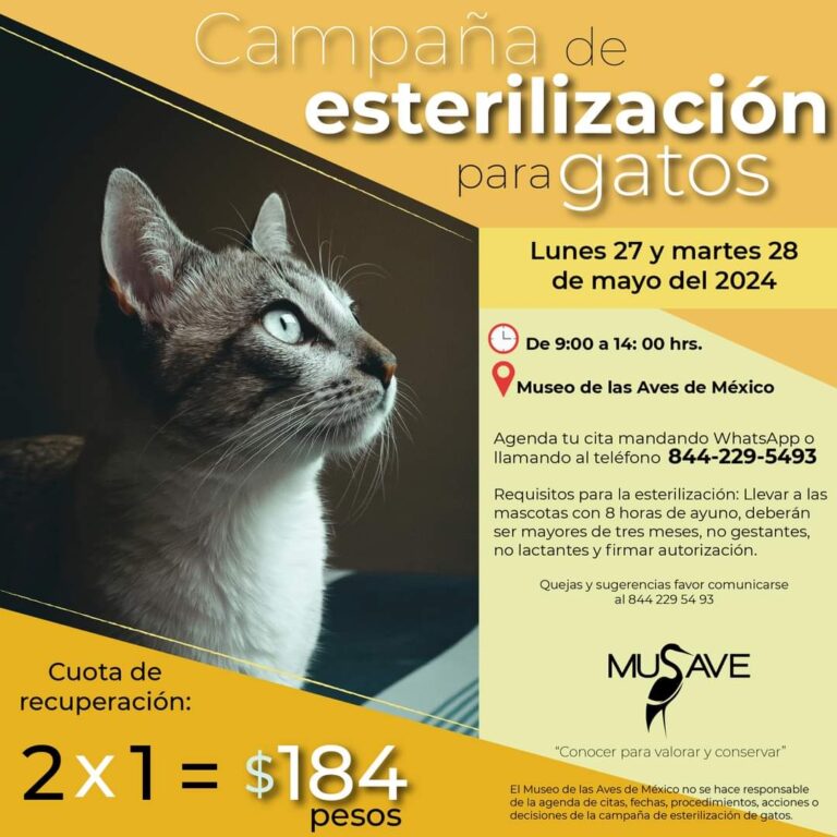 Habrá esterilización de gatos al 2 x 1 en el MUSAVE los días 27 y 28 de mayo