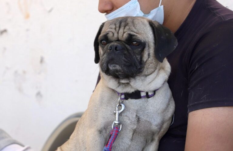 Pide Policía Ambiental cuidar mascotas en ola de calor