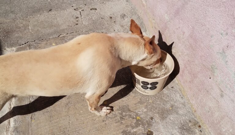 Piden animalistas facilitar agua a perros callejeros ante fuerte calor en Saltillo