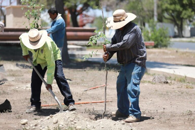 Reacciona SEMA a ímpetu de ciudadanos por reforestar