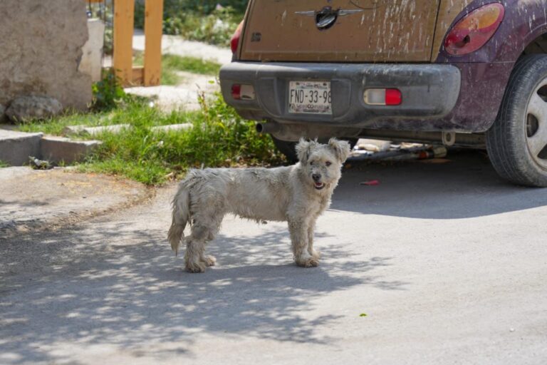 Ante ola de calor urgen a un mayor cuidado de mascotas en Ramos Arizpe