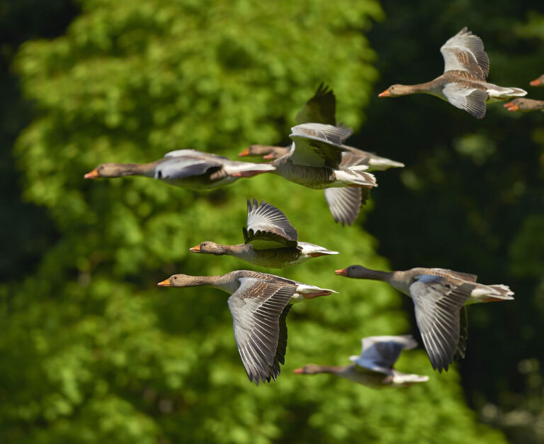 En alta vulnerabilidad, 17 por ciento de las especies de aves en México