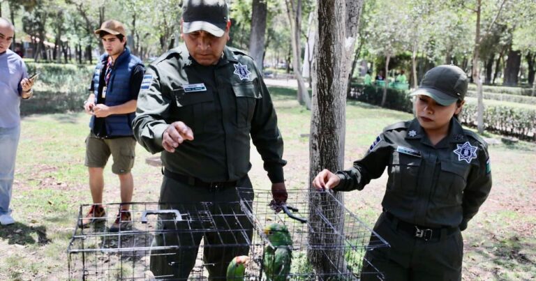 Libera Policía Ambiental aves afectadas por granizada