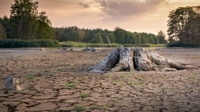 Desertificación pone en peligro a selvas, bosques templados y otros ecosistemas