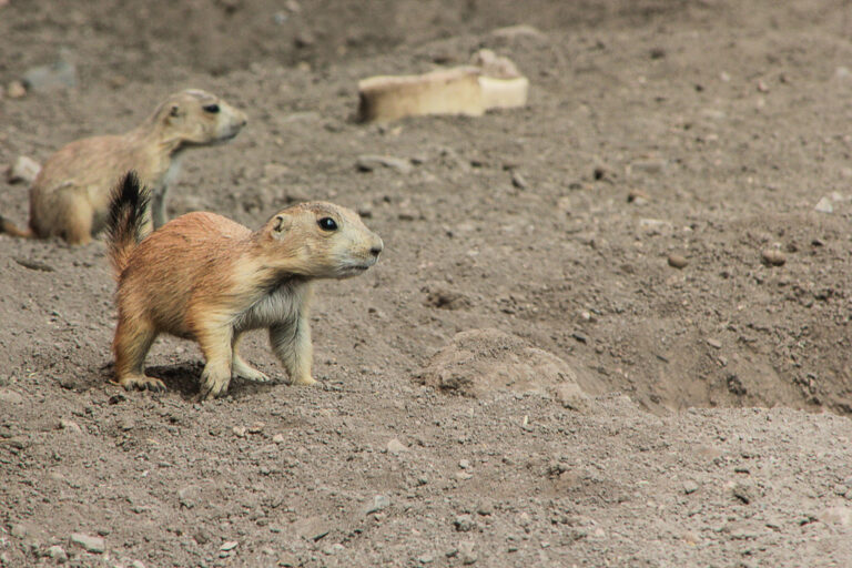 Con recorrido por su hábitat, obtendrá Profauna Saltillo recursos en favor del perrito de la pradera