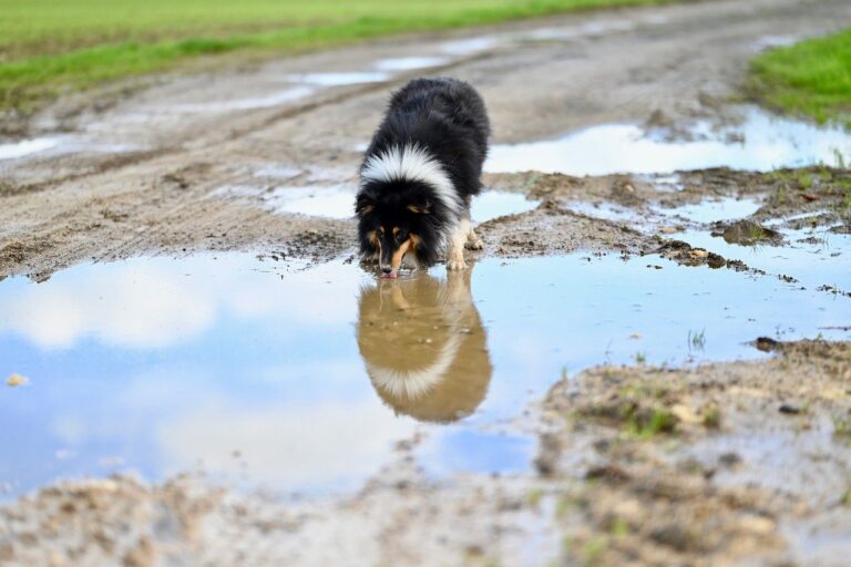 Exhortan a colocar recipientes con agua y alimento en hogares para evitar muerte de perros en situación de calle y otras especies