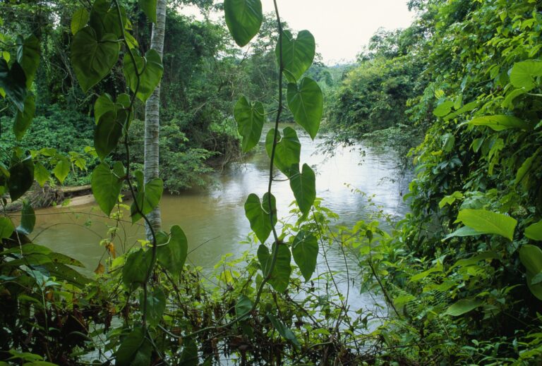 Expertos señalan que hay oportunidades para restaurar los ecosistemas