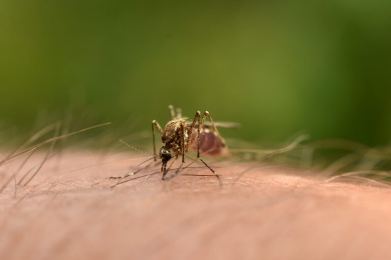 Se disparan los casos de dengue en México ante el inicio de la temporada de huracanes