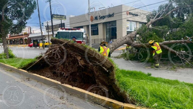 Viento derriba árboles en el V. Carranza en Saltillo