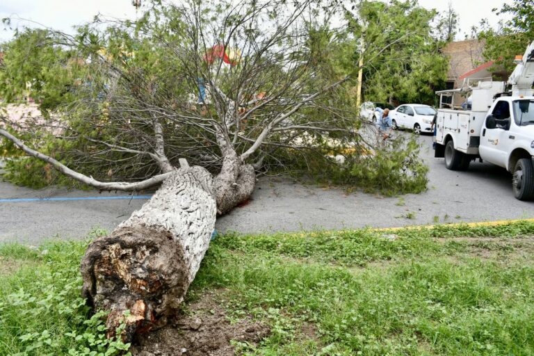 Cae árbol de gran tamaño en DIF Ramos Arizpe; autoridades eliminan el riesgo 