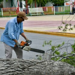 Cae árbol de gran tamaño en DIF Ramos Arizpe; autoridades eliminan el riesgo 1