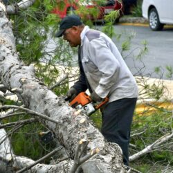 Cae árbol de gran tamaño en DIF Ramos Arizpe; autoridades eliminan el riesgo 2