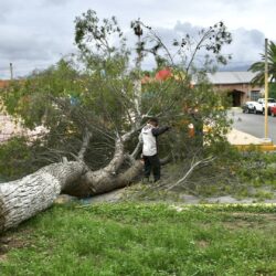 Cae árbol de gran tamaño en DIF Ramos Arizpe; autoridades eliminan el riesgo 3