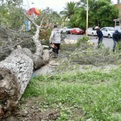 Cae árbol de gran tamaño en DIF Ramos Arizpe; autoridades eliminan el riesgo 4