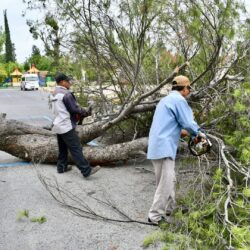 Cae árbol de gran tamaño en DIF Ramos Arizpe; autoridades eliminan el riesgo 6