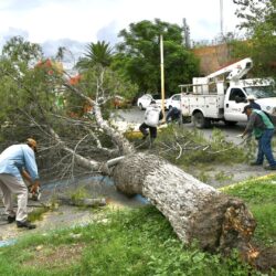 Cae árbol de gran tamaño en DIF Ramos Arizpe; autoridades eliminan el riesgo 7