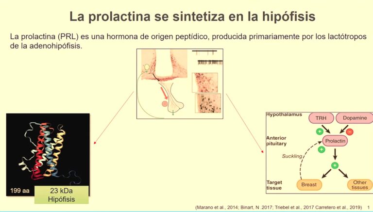 La prolactina tiene beneficios más allá de la lactancia